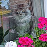 Alpha participe au concours pour gagner de l'argent avec cette photo : cat, fluffy_cat, long_hair, tabby, pet, animal, window, glass, reflection, flowers, pink_flowers, white_flowers, geranium, orchid, plants, brick_wall, indoor, portrait, centered_subject, colorful
