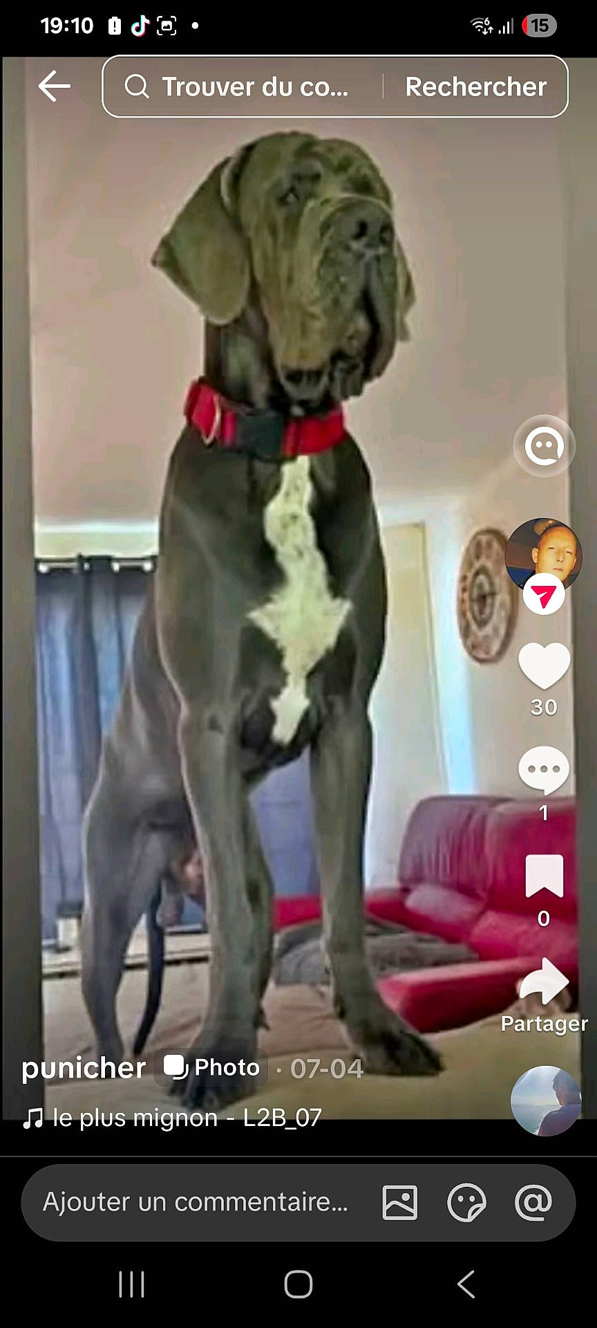 canine, couch, curtains, dog, droopy_ears, full_body, funny, great_dane, indoor, large_dog, living_room, pet, portrait, red_collar, social_media_screenshot, standing, vertical_photo, wall_decor, white_chest, wrinkled_face
