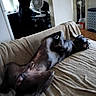 dog, black_dog, sleeping, relaxed, upside_down, lying_down, bed, blanket, bedroom, indoor, pet, animal, home, fan, mirror, furniture, cozy, funny, resting, photograph
