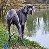 dog, great_dane, blue_gray_dog, large_dog, standing, outdoors, pond, lake, autumn, trees, fallen_leaves, grass, leash, collar, droopy_ears, wrinkled_face, short_fur, water_reflection, park, nature