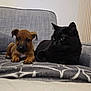 Ades participe au concours pour gagner de l'argent avec cette photo : animal, black_cat, blanket, brown_puppy, canine, cat, couch, cozy, dog, ears, feline, friendship, fur, home, indoor, looking, paw, pet, puppy, relaxing