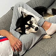 Shiva a rejoint le concours — aidez-le/la à gagner de superbes lots ! dog, pet, black_and_white, fluffy, couch, gray_sweatpants, person, hand, foot, relaxed, indoor, cozy, companion, resting, casual, textured_fabric, domestic, animal, comfort, home