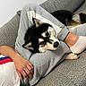 dog, pet, black_and_white, fluffy, couch, gray_sweatpants, person, hand, foot, relaxed, indoor, cozy, companion, resting, casual, textured_fabric, domestic, animal, comfort, home
