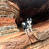 Shiva a rejoint le concours — aidez-le/la à gagner de superbes lots ! dog, black_and_white, rock, cave, outdoor, nature, animal, pet, fur, adventure, landscape, wild, canine, standing, wilderness, leash, mountain, scenic, exploration, rough_terrain