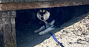 Shiva a rejoint le concours — aidez-le/la à gagner de superbes lots ! dog, husky, beach, sand, pier, wood, shadow, sunlight, leash, animal, outdoor, resting, nature, water, coast, summer, pet, canine, hidden, relaxing
