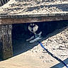 dog, husky, beach, sand, pier, wood, shadow, sunlight, leash, animal, outdoor, resting, nature, water, coast, summer, pet, canine, hidden, relaxing