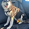 Shiva participe au concours pour gagner de l'argent avec cette photo : dog, car_interior, seat, sunlight, tongue_out, black_and_white_fur, toy, rubber_chicken, pet, happy, fur, seatbelt, window, headrest, paw, tail, leisure, animal, domestic_animal, canine
