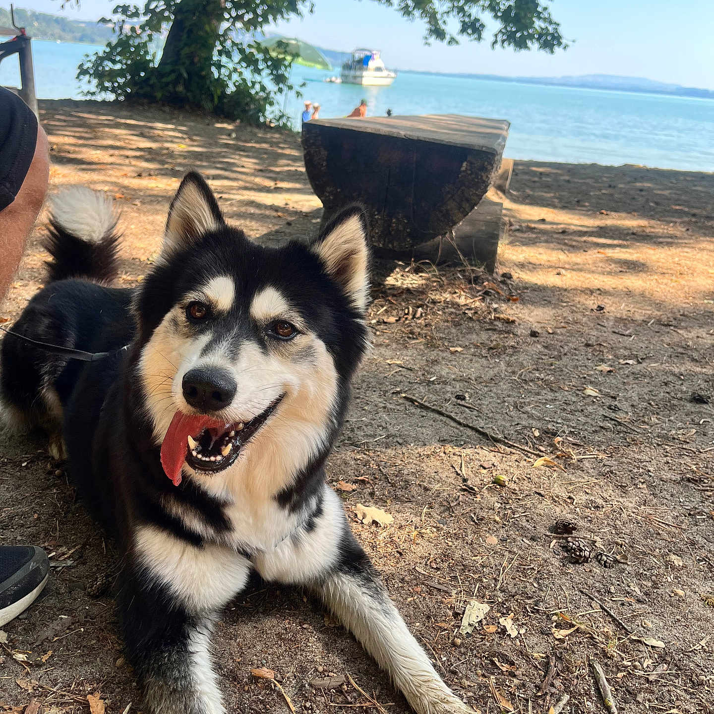 Shiva participe au concours pour gagner de l'argent avec cette photo : dog, husky, animal, outdoor, lake, water, tree, bench, sunlight, nature, smiling, tongue_out, happy, sand, leaves, boat, sky, shadow, pet, canine