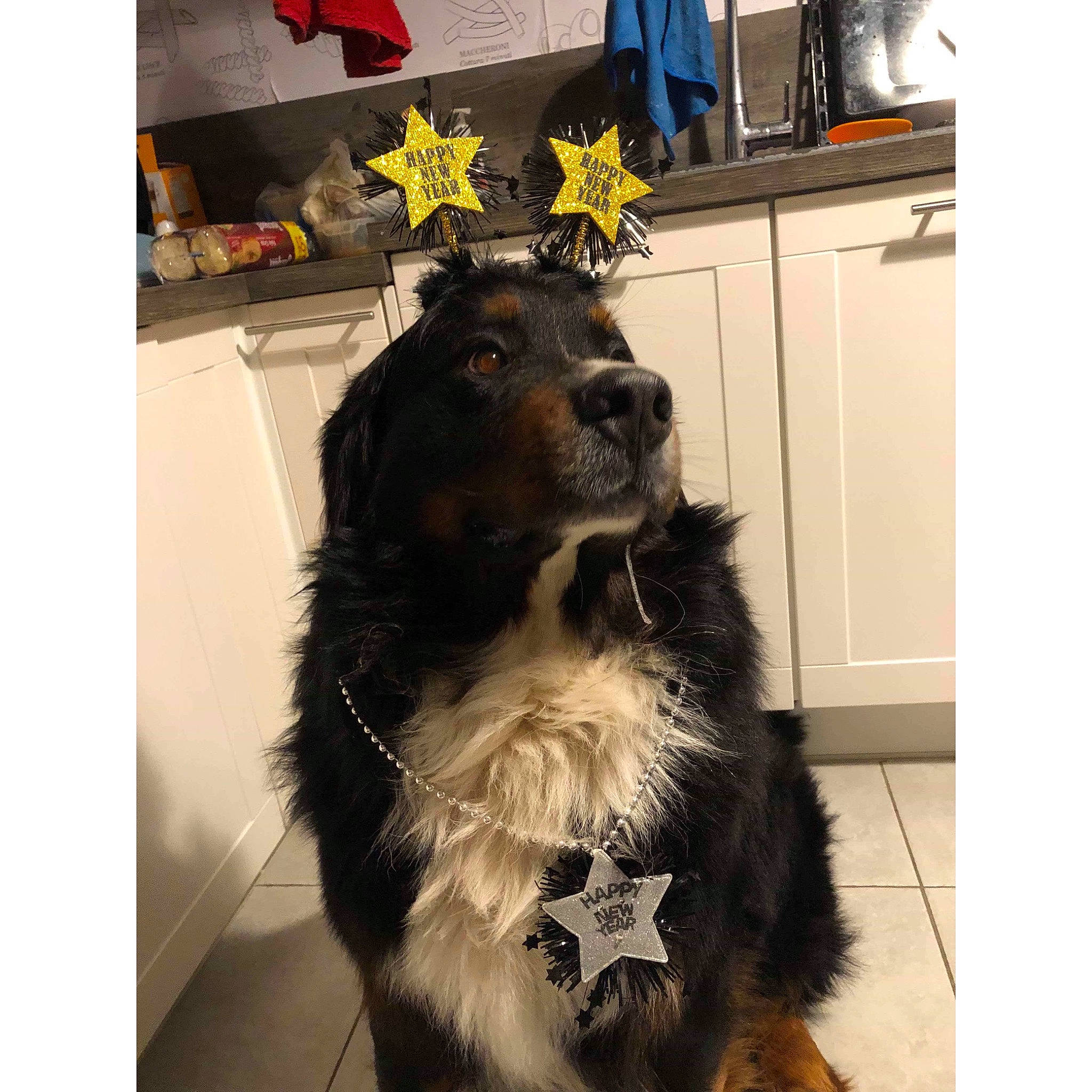 Nasko participe au concours pour gagner de l'argent avec cette photo : australian_shepherd, bernese_mountain_dog, border_collie, canidae, carnivore, companion_dog, dog, dog_breed, guard_dog, hovawart, mammal, rare_breed_dog, sporting_group, vertebrate, working_dog