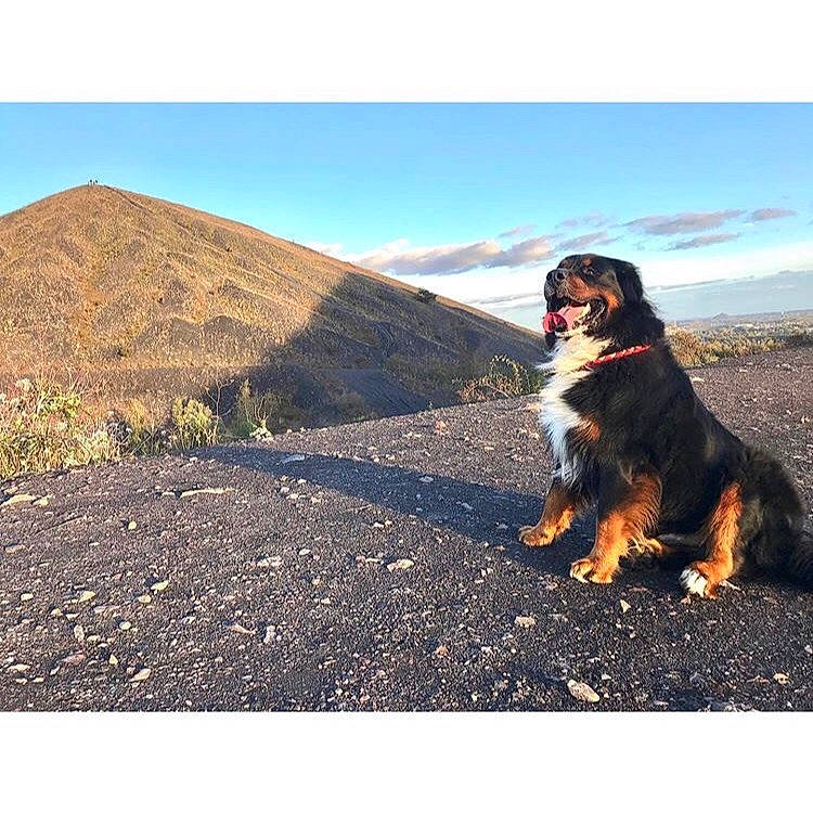 Nasko a rejoint le concours — aidez-le/la à gagner de superbes lots ! adventure, bernese_mountain_dog, canidae, carnivore, cloud, companion_dog, dog, dog_breed, hill, landscape, meteorological_phenomenon, mountain, mountainous_landforms, road, sky, sporting_group, wilderness, working_dog