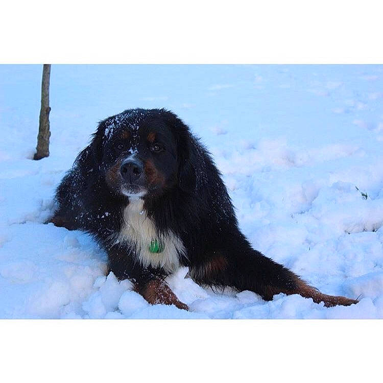 Nasko a rejoint le concours — aidez-le/la à gagner de superbes lots ! bernese_mountain_dog, boykin_spaniel, canidae, carnivore, cocker_spaniel, companion_dog, dog, dog_breed, mammal, rare_breed_dog, russian_spaniel, snow, spaniel, sporting_group, vertebrate