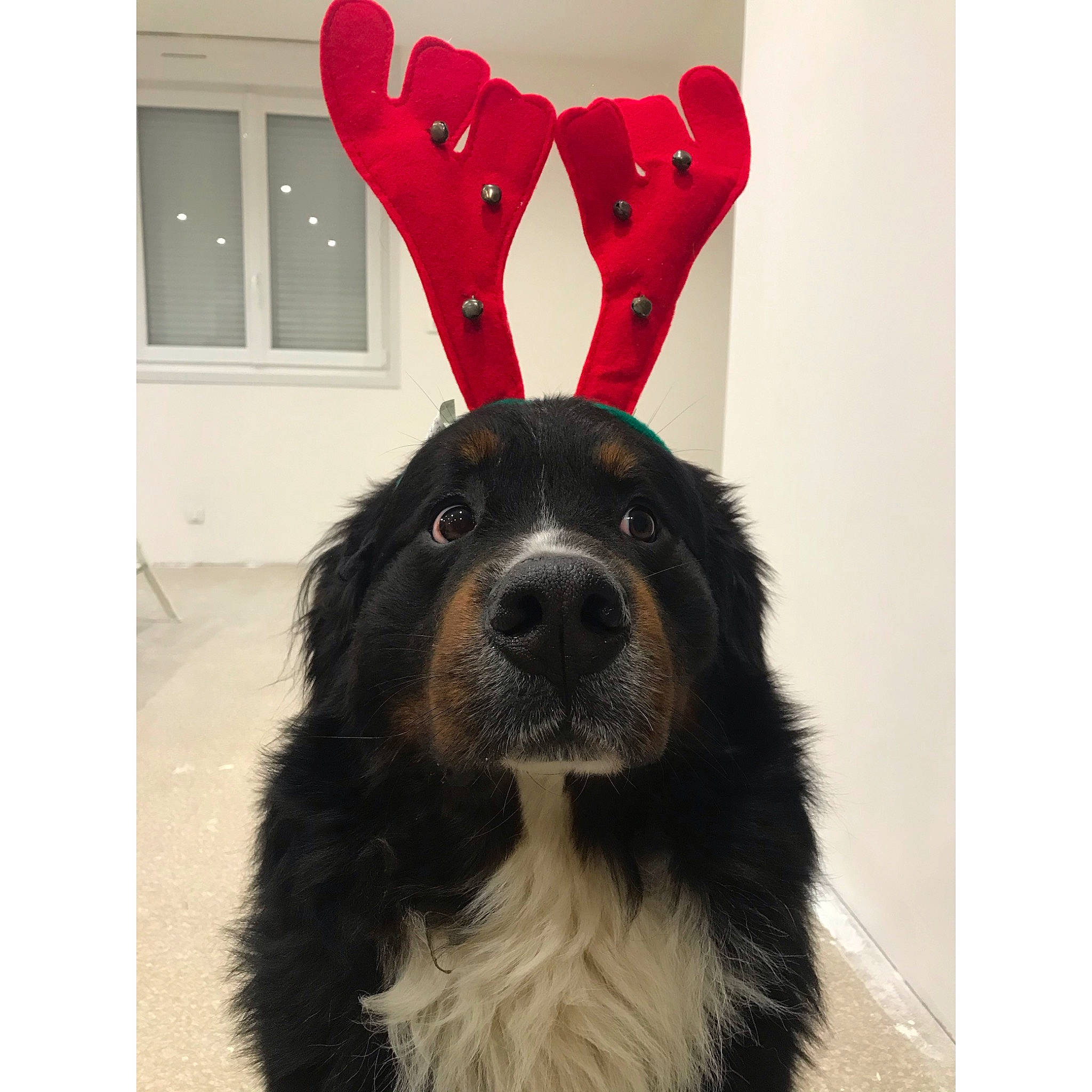 Nasko participe au concours pour gagner de l'argent avec cette photo : australian_shepherd, bernese_mountain_dog, border_collie, canidae, carnivore, companion_dog, dog, dog_breed, ear, fur, mammal, newfoundland, photography, puppy, rare_breed_dog, snout, sporting_group, vertebrate, working_dog