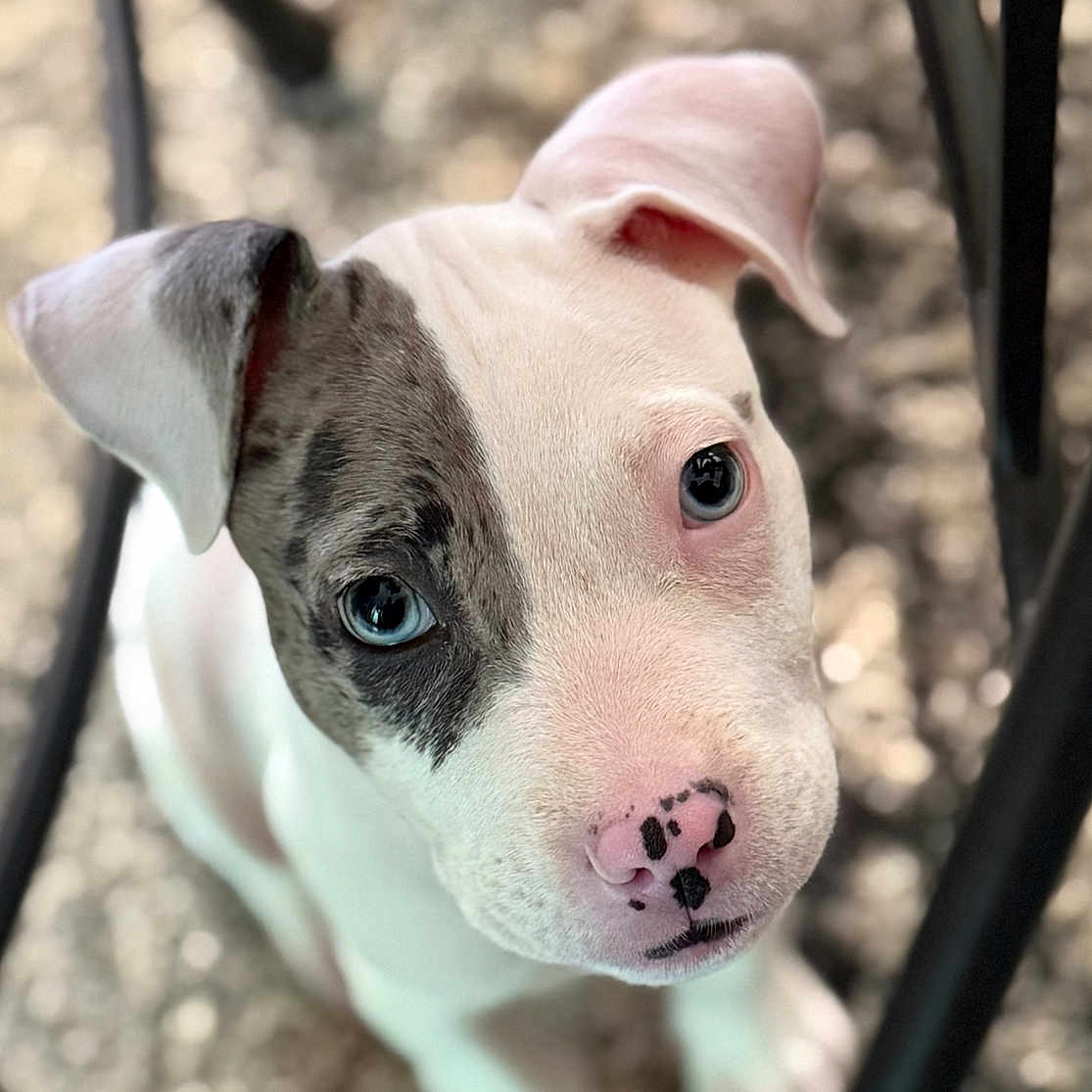 Bhodi is registered to the contest to win money with this photo: animal, blue_eye, brown_eye, chair_legs, close_up, cute, dog, ears, floor, fur_pattern, heterochromia, indoor, looking_up, nose, pet, portrait, puppy, spotted_nose, white_fur, young_dog