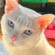 Snowy is registered to the contest to win money with this photo: animal, blue_eyes, cat, close_up, colorful_background, cream_fur, cute, furry, head_tilt, indoor, judgmental_expression, kitten, pet, pink_nose, pointed_ears, portrait, sharp_focus, soft_lighting, toy, whiskers
