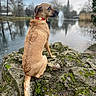 dog, brown_dog, sitting, red_collar, mossy_rocks, pond, water, fountain, trees, outdoor, nature, calm, overcast, reflection, animal, canine, park, landscape, grass, rock