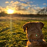 dog, sunset, grass, collar, animal, nature, outdoor, sky, clouds, silhouette, back_view, field, pet, leisure, evening, warm_light, peaceful, canine, sunlight, scenery