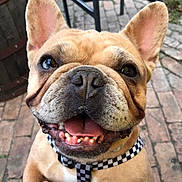 Elsa joined the competition — help win amazing prizes! brick_patio, brown_fur, checkered_collar, cheerful, close_up, collar, dog, ears, french_bulldog, hand, happy, human_hand, outdoor, pet, portrait, short_muzzle, smile, teeth, tongue, wrinkles
