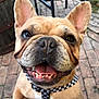 brick_patio, brown_fur, checkered_collar, cheerful, close_up, collar, dog, ears, french_bulldog, hand, happy, human_hand, outdoor, pet, portrait, short_muzzle, smile, teeth, tongue, wrinkles