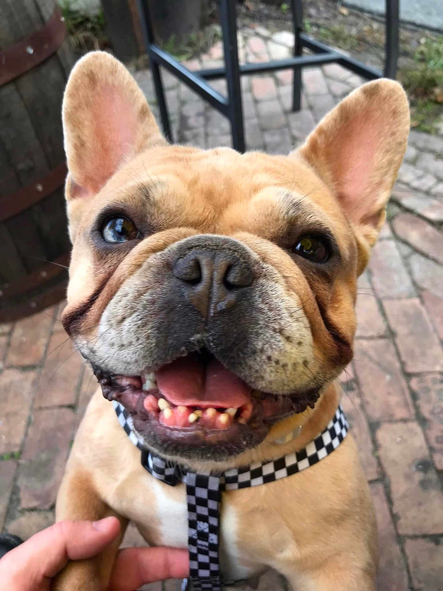 Elsa joined the competition — help win amazing prizes! brick_patio, brown_fur, checkered_collar, cheerful, close_up, collar, dog, ears, french_bulldog, hand, happy, human_hand, outdoor, pet, portrait, short_muzzle, smile, teeth, tongue, wrinkles