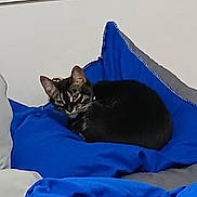 Tigger joined the competition — help win amazing prizes! cat, tabby, cushion, blue, indoor, pet, feline, cozy, resting, animal, fur, cute, relaxed, home, soft, comfort, sleepy, domestic, mammal, cute_pet
