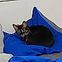 cat, tabby, cushion, blue, indoor, pet, feline, cozy, resting, animal, fur, cute, relaxed, home, soft, comfort, sleepy, domestic, mammal, cute_pet
