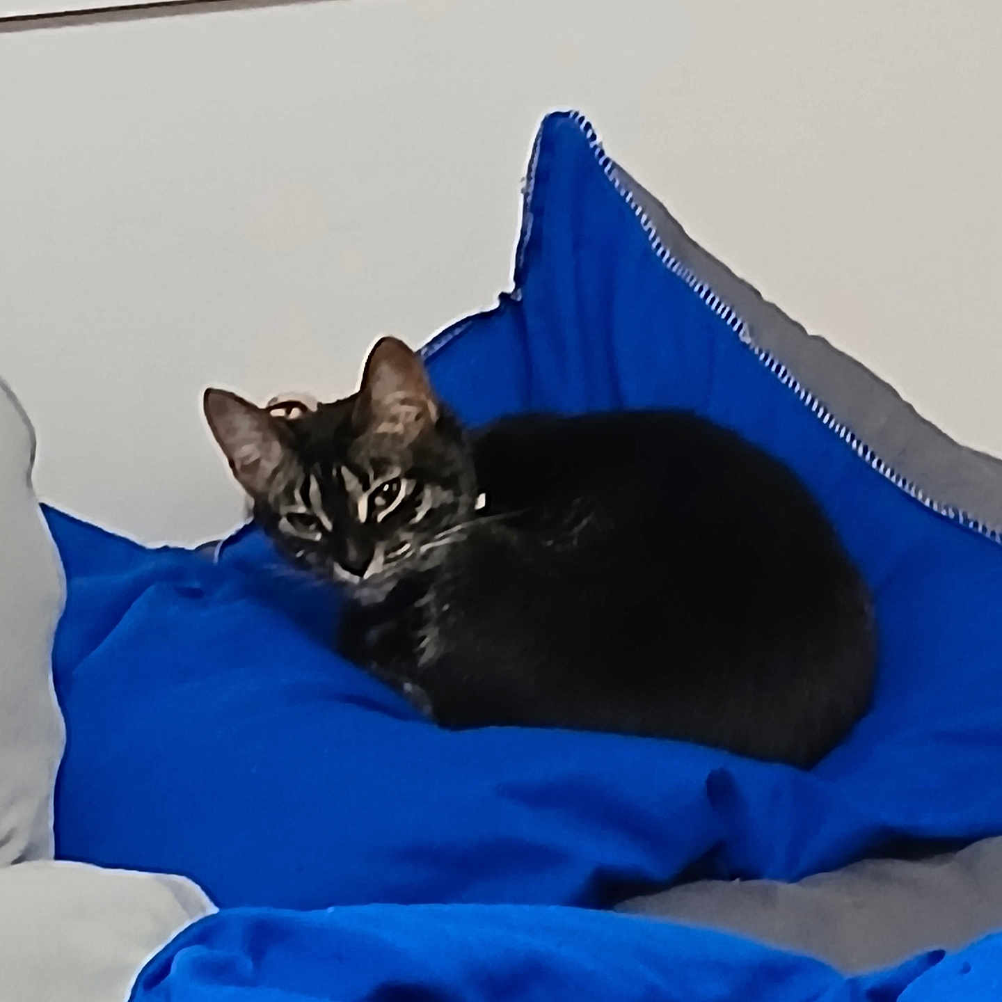 Tigger joined the competition — help win amazing prizes! animal, blue, cat, comfort, cozy, cushion, cute, cute_pet, domestic, feline, fur, home, indoor, mammal, pet, relaxed, resting, sleepy, soft, tabby