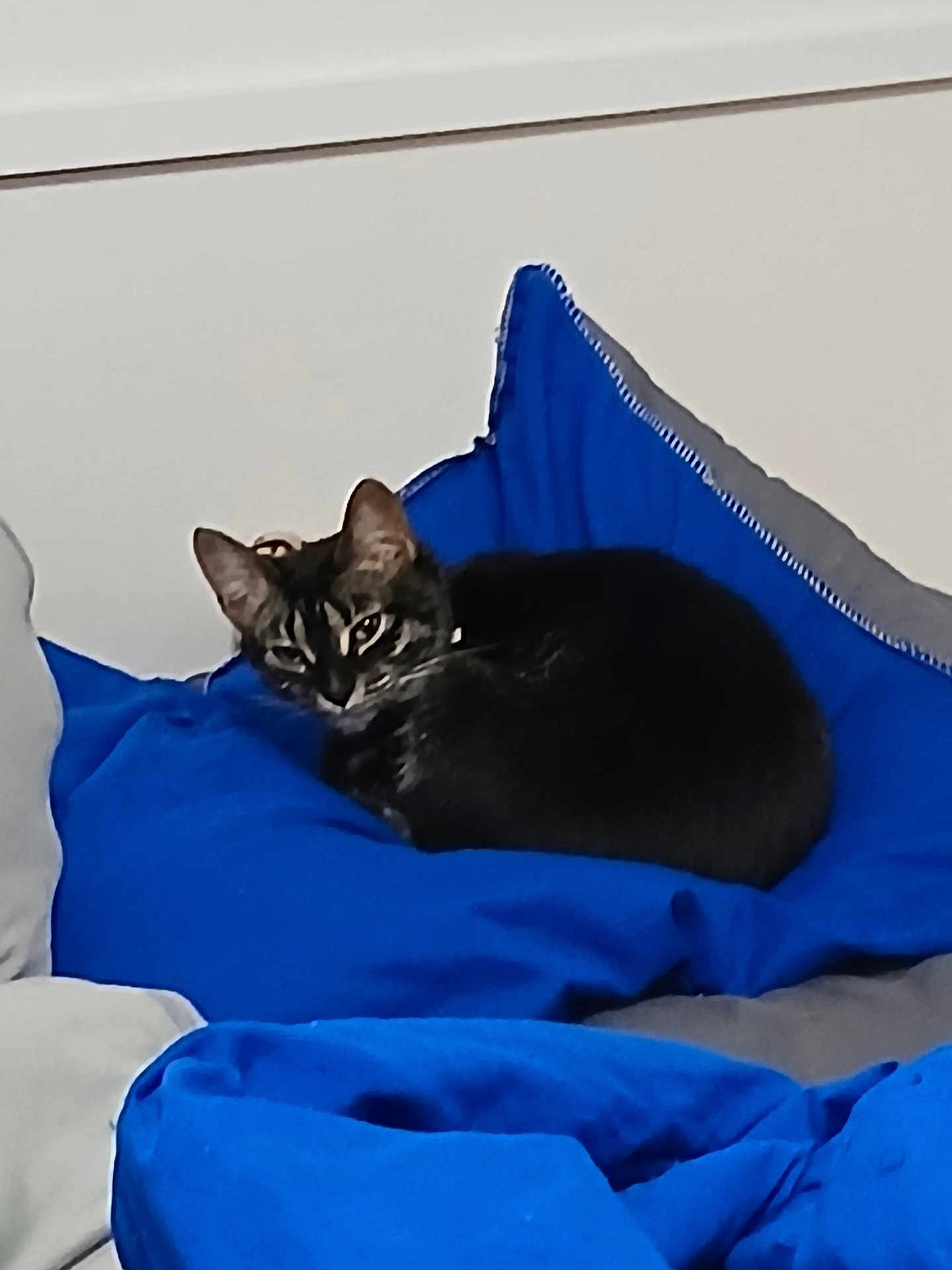 Tigger joined the competition — help win amazing prizes! cat, tabby, cushion, blue, indoor, pet, feline, cozy, resting, animal, fur, cute, relaxed, home, soft, comfort, sleepy, domestic, mammal, cute_pet