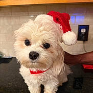 Benji joined the competition — help win amazing prizes! dog, puppy, white_dog, fluffy, santa_hat, holiday, christmas, pet, cute, small_dog, indoors, kitchen, countertop, tile, cabinet, fur, collar, adorable, portrait, animal