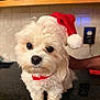 dog, puppy, white_dog, fluffy, santa_hat, holiday, christmas, pet, cute, small_dog, indoors, kitchen, countertop, tile, cabinet, fur, collar, adorable, portrait, animal