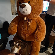 Nikky participe au concours pour gagner de l'argent avec cette photo : teddy_bear, stuffed_animal, dog, pet, indoor, living_room, person, watch, tile_floor, furniture, television, curious, brown, plush, bow, animal, companion, cozy, home, casual