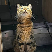 Miel participe au concours pour gagner de l'argent avec cette photo : animal, cat, collar, cozy, curious, domestic_cat, doorway, eyes, feline, floor, fur, home, indoor, looking_up, mammal, pet, sitting, tabby_cat, whiskers, wood