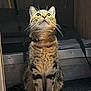 animal, cat, collar, cozy, curious, domestic_cat, doorway, eyes, feline, floor, fur, home, indoor, looking_up, mammal, pet, sitting, tabby_cat, whiskers, wood