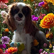 Wesley joined the competition — help win amazing prizes! dog, flower_garden, colorful_flowers, toy, nature, pet, outdoor, spring, cute, animal, greenery, vibrant, small_dog, long_ears, playful, floral, closeup, summer, adorable, garden