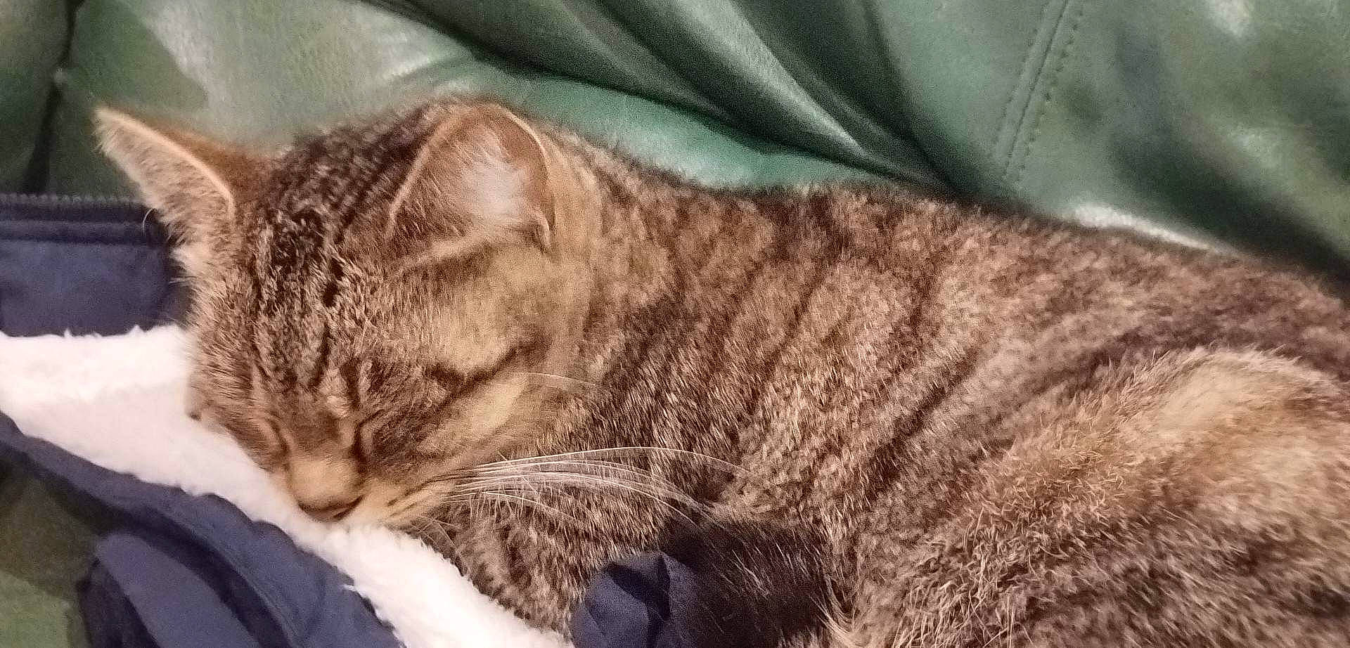 Mini participe au concours pour gagner de l'argent avec cette photo : carnivore, cat, claw, comfort, domestic_short_haired_cat, eye, felidae, fur, grey, nap, paw, sky, sleep, small_to_medium_sized_cats, snout, tail, textile, whiskers, wildlife, window