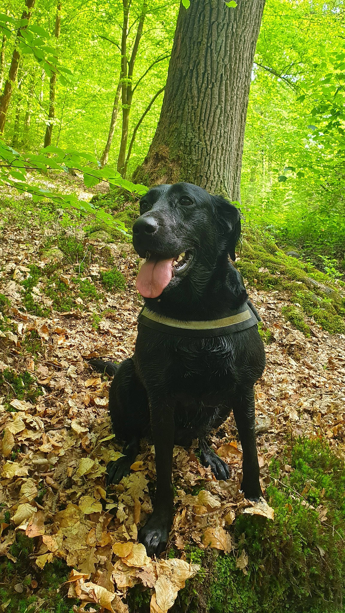 Judy participe au concours pour gagner de l'argent avec cette photo : borador, canidae, carnivore, dog, dog_breed, field_trial, flat_coated_retriever, guard_dog, hunting_dog, labrador_retriever, mammal, patterdale_terrier, retriever, sporting_group, vertebrate