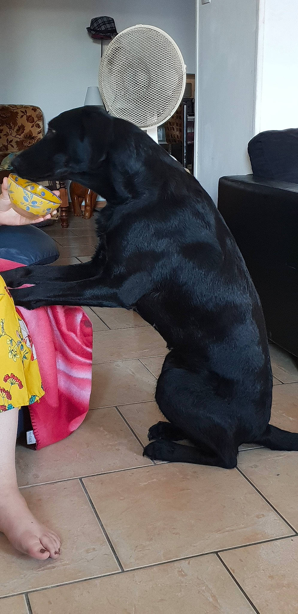 Judy participe au concours pour gagner de l'argent avec cette photo : canidae, carnivore, companion_dog, dog, dog_breed, flat_coated_retriever, guard_dog, labrador_retriever, sporting_group, tail