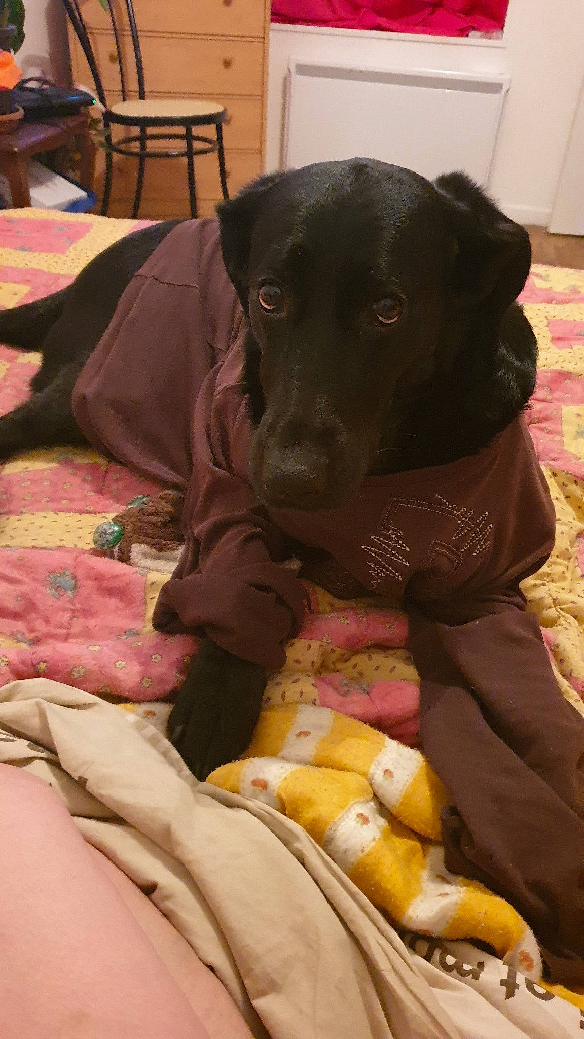 Judy participe au concours pour gagner de l'argent avec cette photo : beagador, borador, canidae, carnivore, companion_dog, dog, dog_breed, labrador_retriever, patterdale_terrier, puppy, retriever, snout, sporting_group