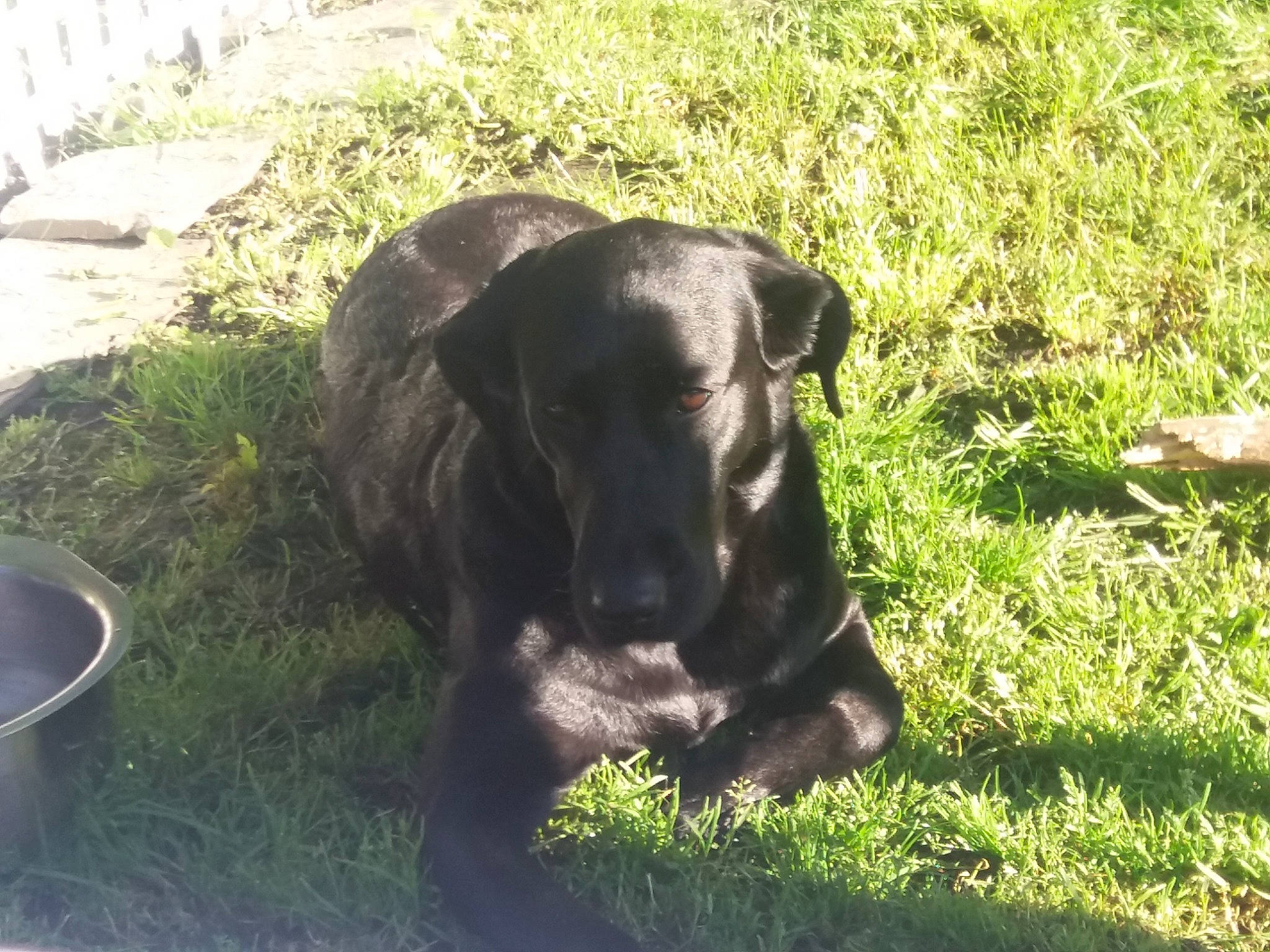 Judy participe au concours pour gagner de l'argent avec cette photo : canidae, carnivore, dog, dog_breed, grass, guard_dog, labrador_retriever, mammal, patterdale_terrier, snout, sporting_group