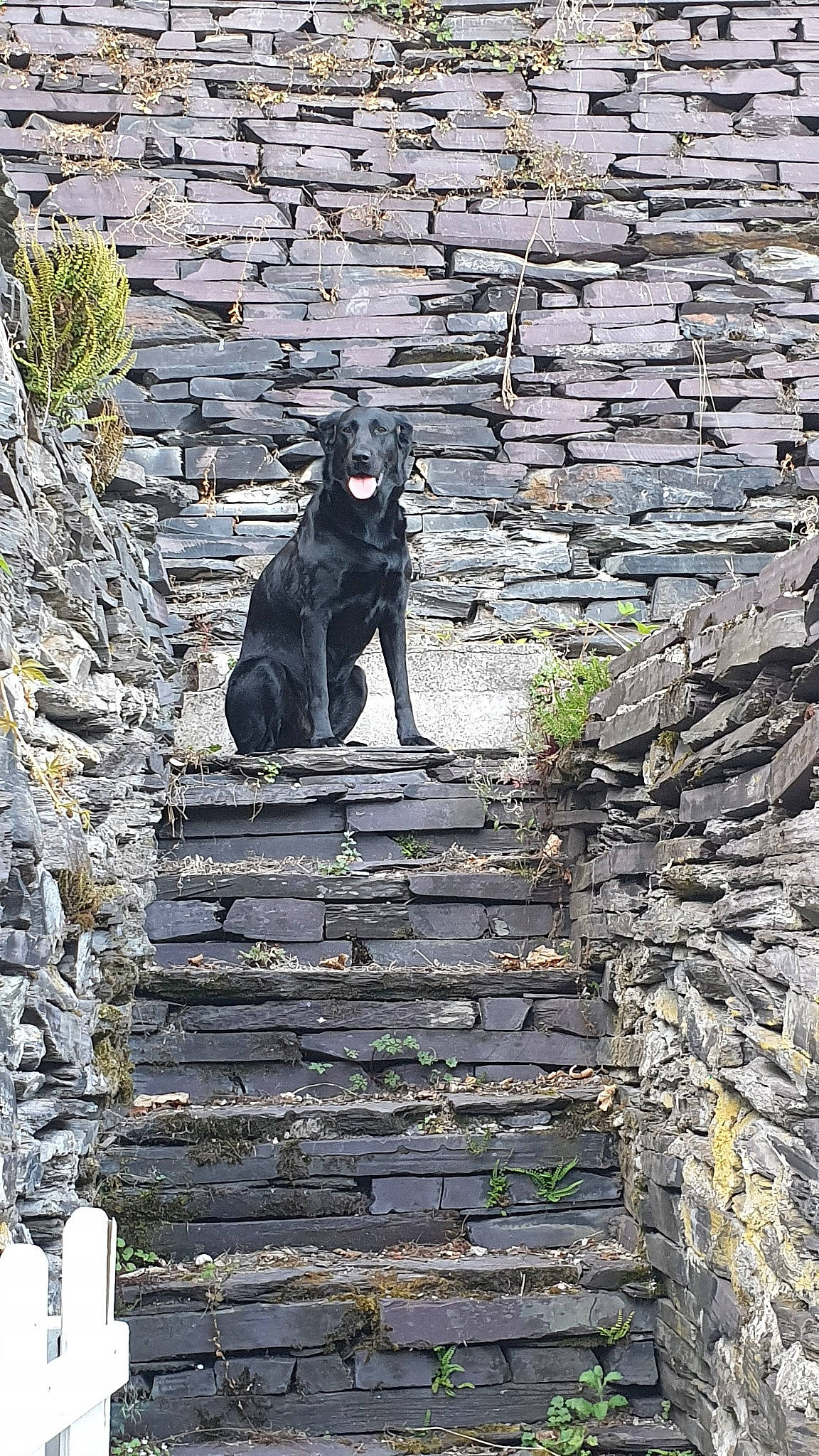 Judy a rejoint le concours — aidez-le/la à gagner de superbes lots ! cat, macaque, old_world_monkey, snout, sporting_group, stairs, stone_wall, tail, wall