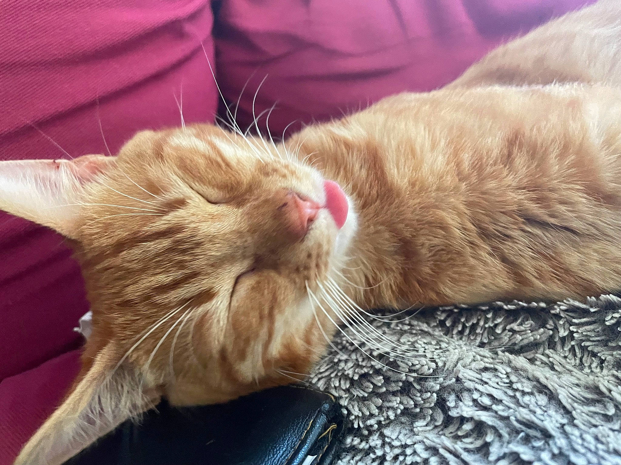 Mousse participe au concours pour gagner de l'argent avec cette photo : carnivore, cat, claw, close_up, comfort, domestic_short_haired_cat, felidae, fur, human_leg, nap, paw, sleep, small_to_medium_sized_cats, snout, tail, whiskers