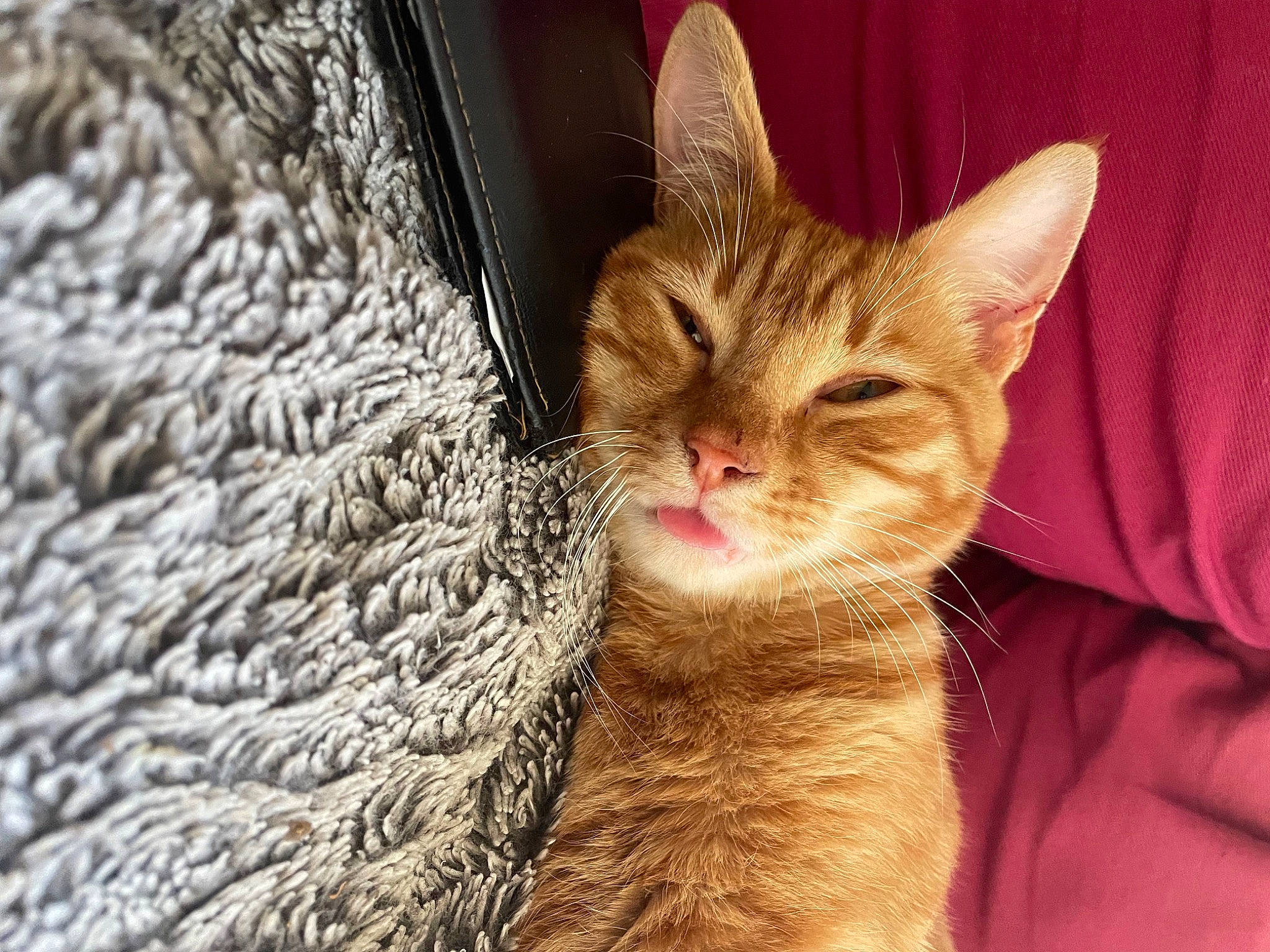 Mousse participe au concours pour gagner de l'argent avec cette photo : carnivore, cat, cat_supply, claw, close_up, comfort, domestic_short_haired_cat, felidae, fur, mammal, paw, small_to_medium_sized_cats, snout, tail, terrestrial_animal, whiskers, wildlife