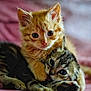 kitten, cat, cute, pets, feline, animal, tabby, ginger_cat, snuggling, playing, closeup, indoor, soft_light, bed, blanket, adorable, young, fur, whiskers, cozy