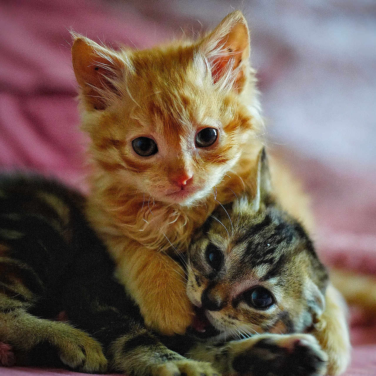 Arwen Et Sirius a rejoint le concours — aidez-le/la à gagner de superbes lots ! adorable, animal, bed, blanket, cat, closeup, cozy, cute, feline, fur, ginger_cat, indoor, kitten, pets, playing, snuggling, soft_light, tabby, whiskers, young