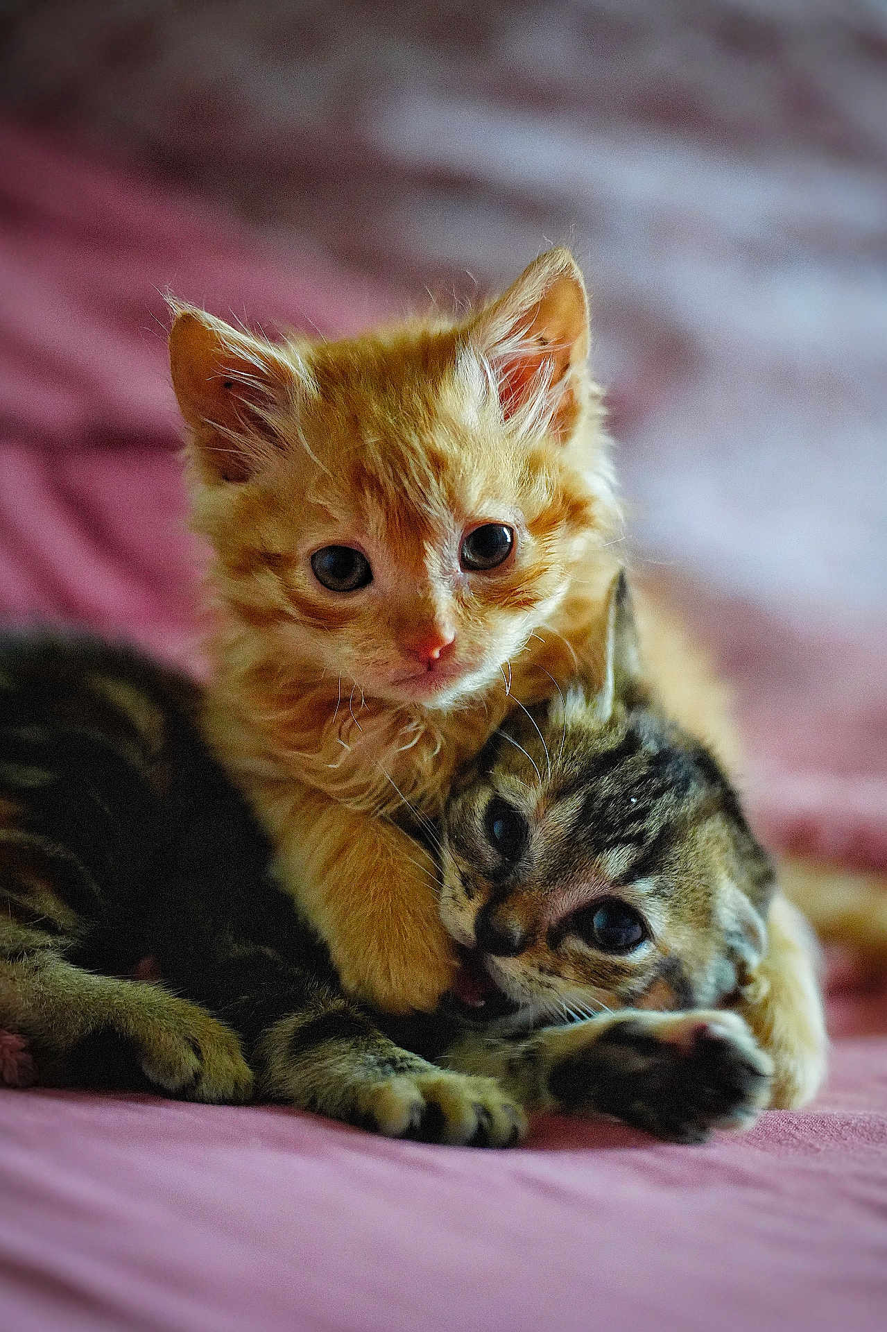 Arwen Et Sirius a rejoint le concours — aidez-le/la à gagner de superbes lots ! kitten, cat, cute, pets, feline, animal, tabby, ginger_cat, snuggling, playing, closeup, indoor, soft_light, bed, blanket, adorable, young, fur, whiskers, cozy
