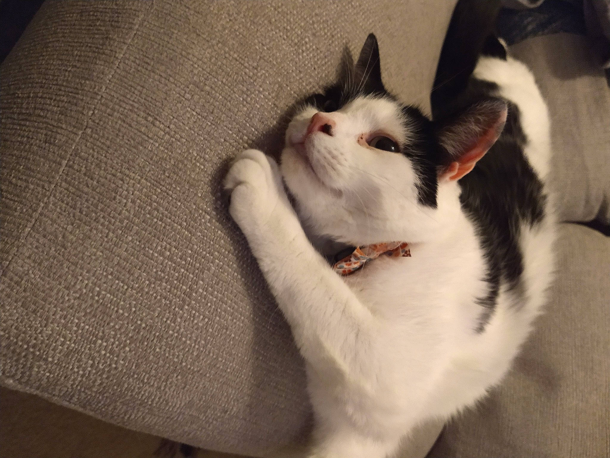 India joined the competition — help win amazing prizes! aegean_cat, american_wirehair, carnivore, cat, domestic_short_haired_cat, ear, european_shorthair, eye, felidae, fur, kitten, leg, paw, polydactyl_cat, small_to_medium_sized_cats, snout, tail, turkish_van, whiskers, white