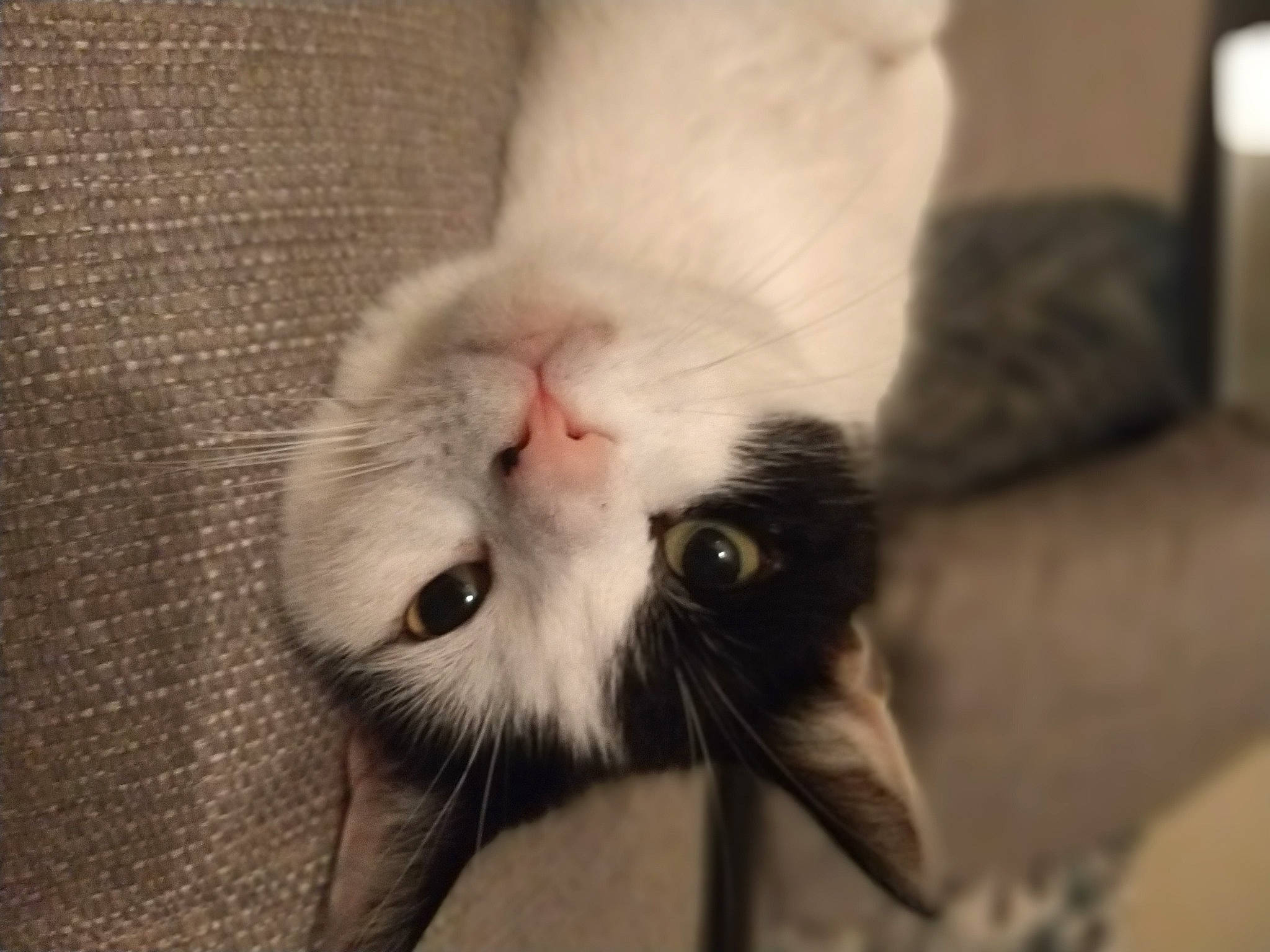 India joined the competition — help win amazing prizes! carnivore, cat, ear, eye, fawn, felidae, fur, kitten, nose, small_to_medium_sized_cats, snout, tail, turkish_van, whiskers