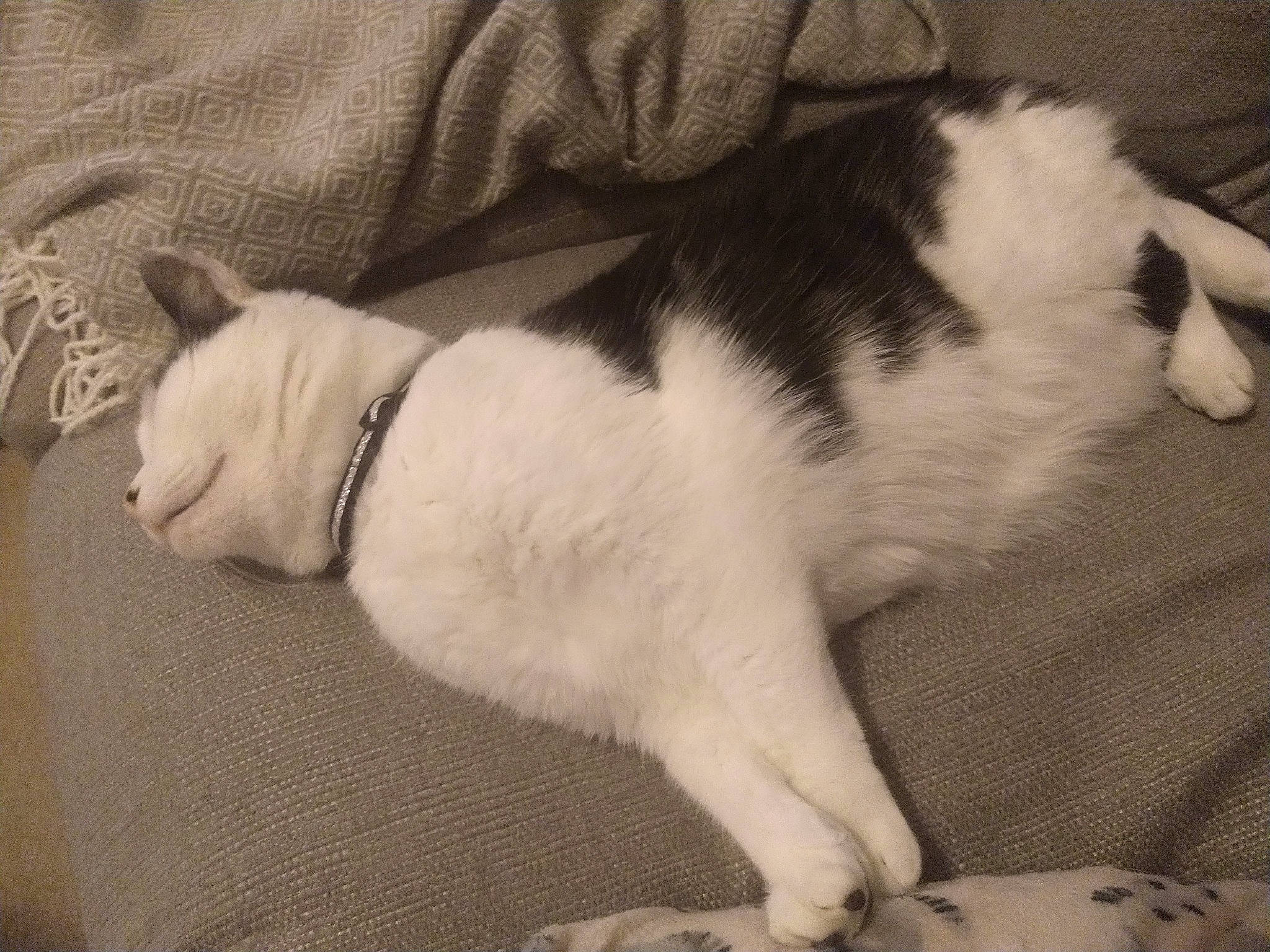 India joined the competition — help win amazing prizes! canidae, carnivore, cat, companion_dog, dog_breed, ear, fawn, felidae, fur, japanese_bobtail, mammal, nap, paw, puppy, small_to_medium_sized_cats, snout, tail, whiskers