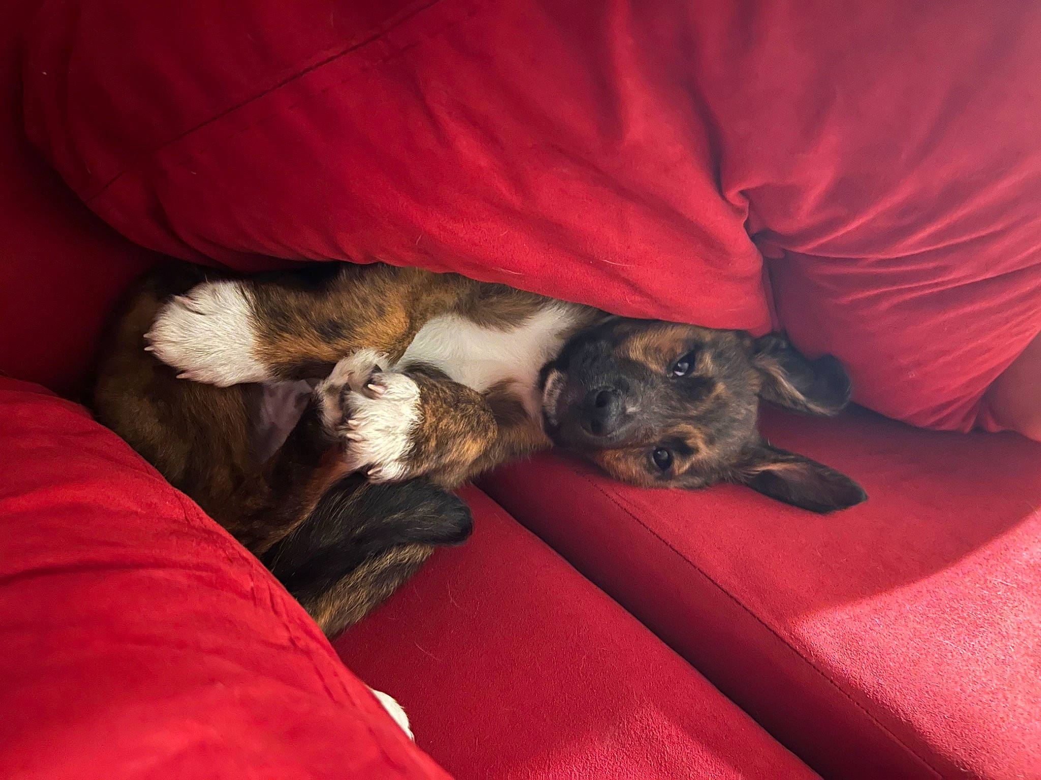 Odie is registered to the contest to win money with this photo: bored, carnivore, cloud, comfort, companion_dog, dog, dog_breed, fawn, felidae, fur, grey, linens, mammal, paw, remote_control, snout, sporting_group, toy_dog, vertebrate, whiskers