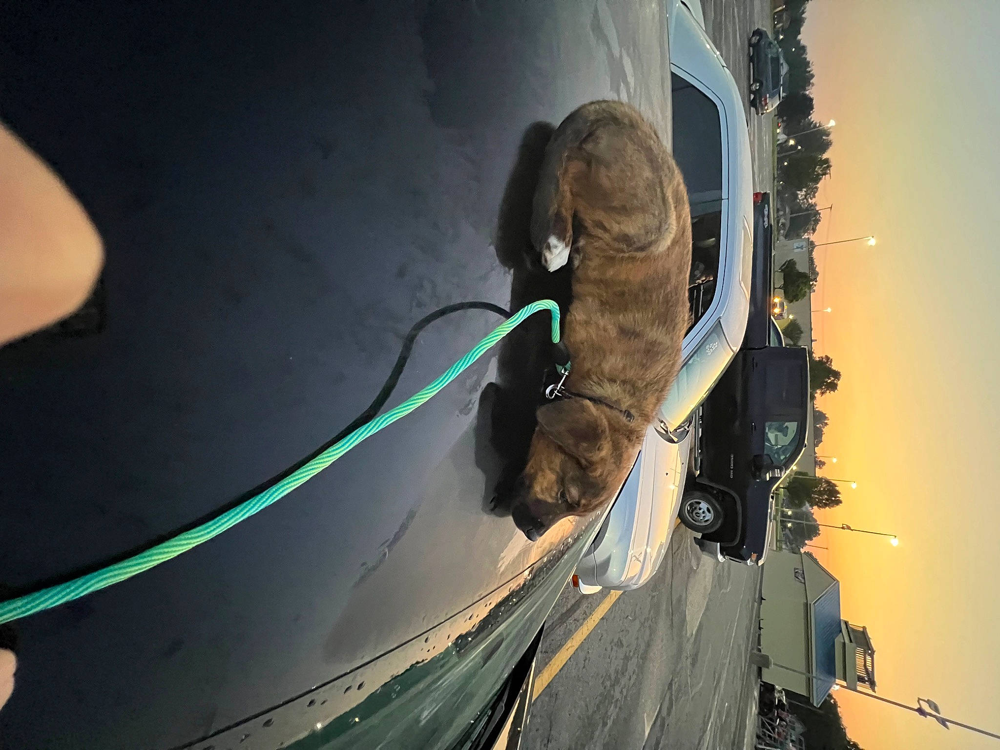 Odie is registered to the contest to win money with this photo: automotive_lighting, automotive_tire, automotive_wheel_system, car, electricity, eye, lens_flare, plant, recreation, sky, space, street_light, tire, tree, vehicle, vehicle_door, water, wheel, wind, wire