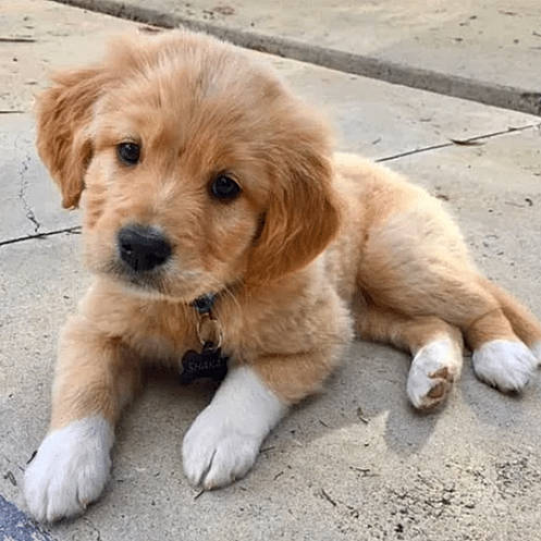 Princess is registered to the contest to win money with this photo: ancient_dog_breeds, canidae, carnivore, companion_dog, dog, dog_breed, fawn, golden_retriever, mammal, nova_scotia_duck_tolling_retriever, puppy, retriever, small_greek_domestic_dog, snout, sporting_group, street_dog, vertebrate